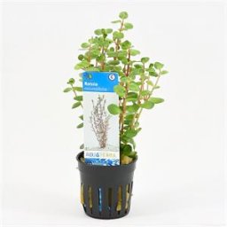 Rotala rotundifolia - 6 stuks - aquarium plant
