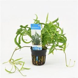 Echinodorus vesuvius - 6 stuks - aquarium plant