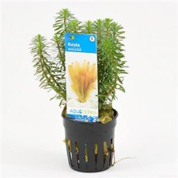 Rotala wallichii - 6 stuks - aquarium plant