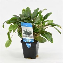 Cryptocoryne beckettii - aquarium plant