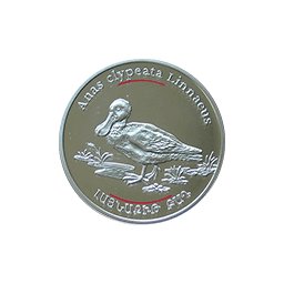 Armenia - Kaczka- fauna Kaukazu