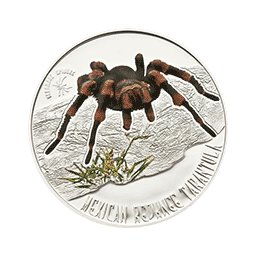 Niue - 2012, 1 dolar - Jadowite Pająki - Tarantula