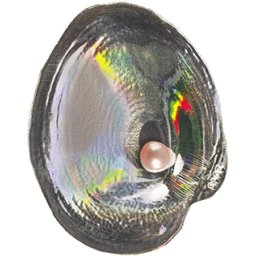 Palau - 2013, 5 dolarów - Muszla z Perłą - OYSTER 3 - Hologram 3D