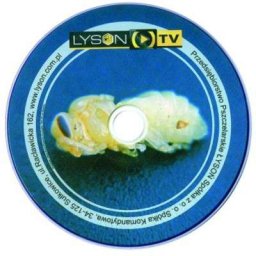 Film DVD. Choroby zakaźne czerwiu (P. Chorbiński)