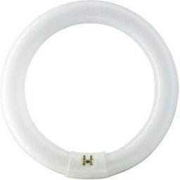 Osram L 32W/865 G10Q - Lâmpada fluorescente circular Ø305mm TL 32W/865 T9 6500K