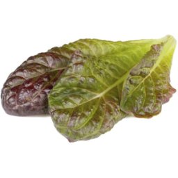 Cápsulas de Sementes Click and Grow 3 Alface Romana Vermelha - Alface-Romana-Vermelha