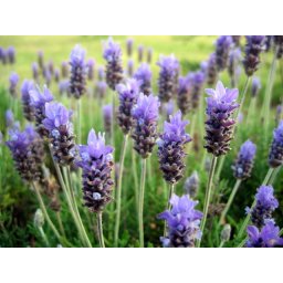 40.000 Seminte Lavanda Angustifolia ( Common English ) + 1000 Seminte Goji Berry + 1000 Seminte Paulownia Tomentosa *** PACHETUL INCLUDE INSTRUCTIUNI DE GERMINARE SI PLANTARE PLUS SUBSTANTA DE GERMINARE ATONIK