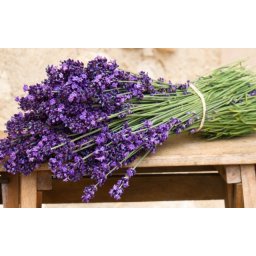 10000 Seminte Lavanda Angustifolia ( Common English ) + Certificat De Calitate si Garantie + Instructiuni de Germinare si Plantare***LIVRARE GRATUITA PRIN POSTA ROMANA SAU FAN COURIER