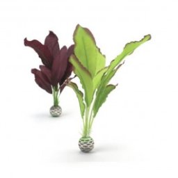 Set plante matase verde si mov medii