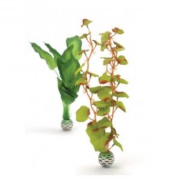 Plante decorative verzi dimensiune medie