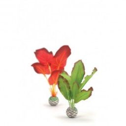 Plante decorative mici verzi si rosii