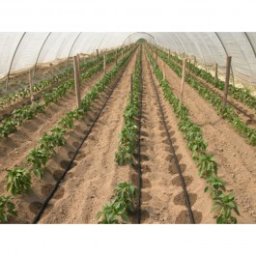 Tub picurare 16 mm, distanta 33 cm