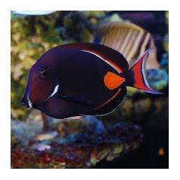 Acanthurus achilles