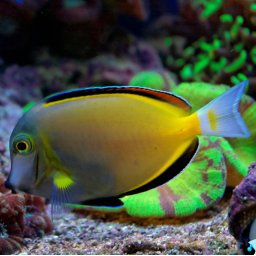 Acanthurus japonicus