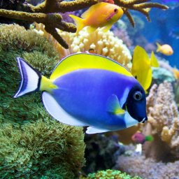 Acanthurus leucosternon