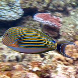Acanthurus lineatus