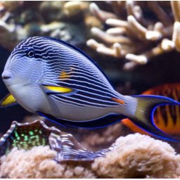 Acanthurus sohal