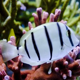 Acanthurus triostegus