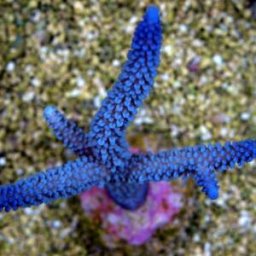 Acropora formosa (blue/tip)