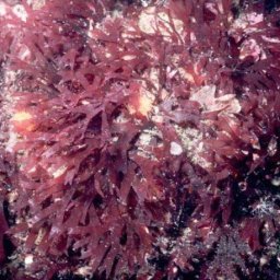 Alga rosie Rhodymenia