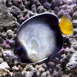 Apolemichthys xanthurus