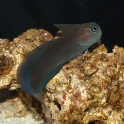 Atrosalarias fuscus