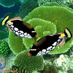 Balistoides conspicillum