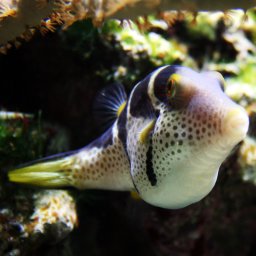 Canthigaster valentini