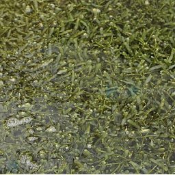 Caulerpa bundel alge