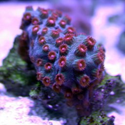 Cyphastrea sp.