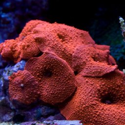 Discosoma ferrugatus (rosie)