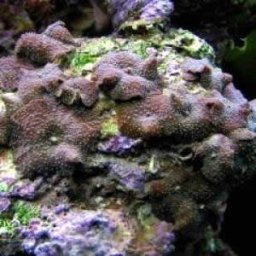 Discosoma punctatus