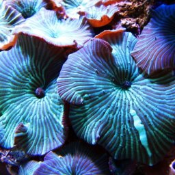 Discosoma striatus