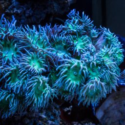 Duncanopsammia axifuga