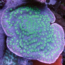 Echinopora lamellosa