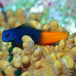 Ecsenius bicolor