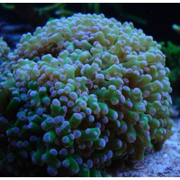 Euphyllia paraancora (verde)