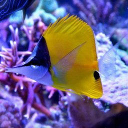 Forcipiger flavissimus