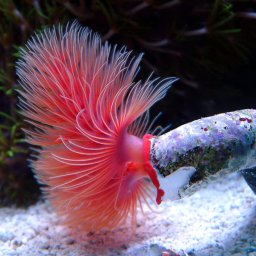 Hard tubeworm (rosu)