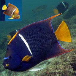 Holacanthus passer