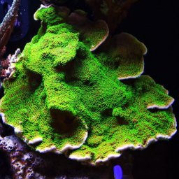 Montipora australiensis (verde)