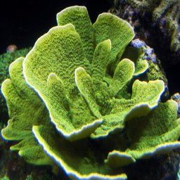 Montipora sp. (laminar verde)