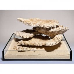 Piatra recif uscata plata/Reef plates pret pe kg