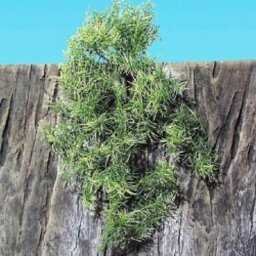 Planta Artificiala JBL TerraPlanta Casuarina L38