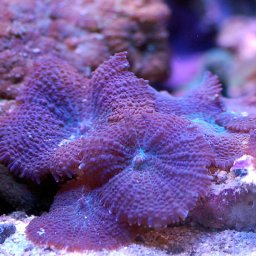 Rhodactis cf. inchoata (albastru/violet)