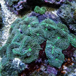 Ricordea florida (verde/albastru)