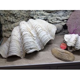 Scoica de mare pentru decorarea acvariilor 23x18x8,5