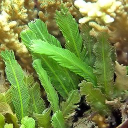 Sertularioides Caulerpa