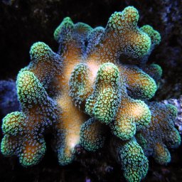 Stylophora pistillata (verde)