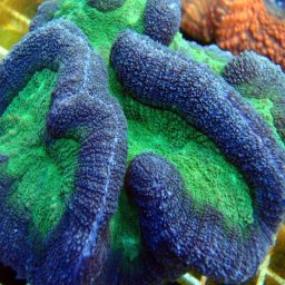 Symphyllia sp. (verde)